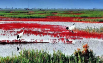 黄河口湿地红地毯、芦苇荡、泥潭捉蟹赠送大闸蟹2日游